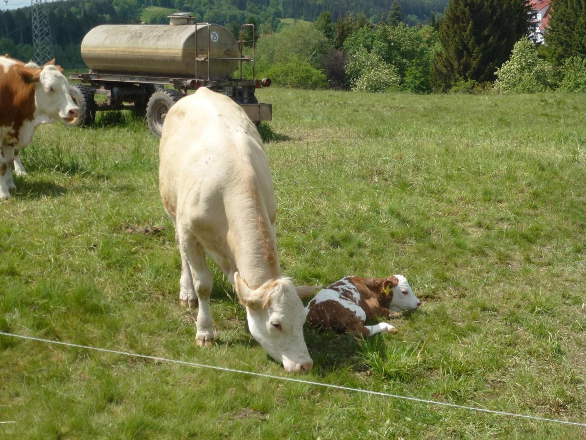 Ferienwohnung Bradatsch Catterfeld Exteriér fotografie